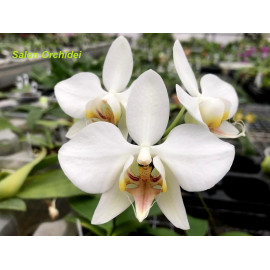 Phalaenopsis aphrodite (FS)