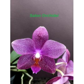 Phalaenopsis Penang (stem...