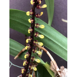 Bulbophyllum falcatum (FS)