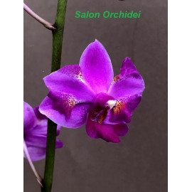 Phalaenopsis Purple Gem...