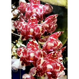 Phalaenopsis gigantea Red...