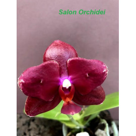 Phalaenopsis Sogo Rose...