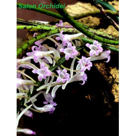 Schoenorchis juncifolia (FS)