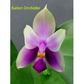 Phalaenopsis Samera Blue (FS)