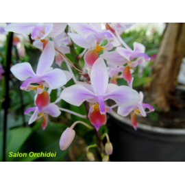 Phalaenopsis equestris...