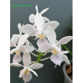 Phalaenopsis equestris alba...