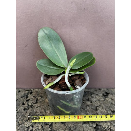 Phalaenopsis stobartiana x...