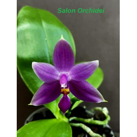 Phalaenopsis violacea var....