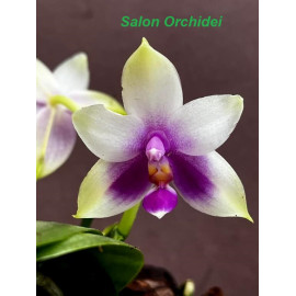 Phalaenopsis violacea Blue...