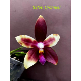 Phalaenopsis CTL Ambo...