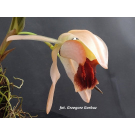 Coelogyne xyrekes (NFS)