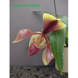 Paphiopedilum villosum var....