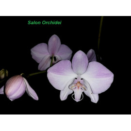 Phalaenopsis sanderiana...