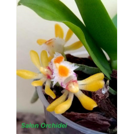 Gastrochilus obliquus (FS)