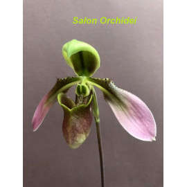 Paphiopedilum hainanense (FS)