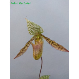 Paphiopedilum wardii (FS)