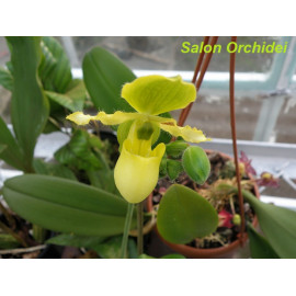 Paphiopedilum primulinum (FS)