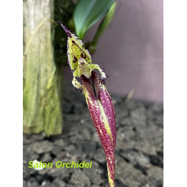 Bulbophyllum fascinator (FS)