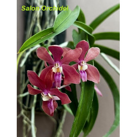 (Vanda denisoniana x...