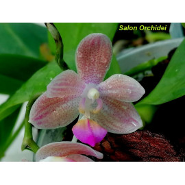 Phalaenopsis Javalin (NFS)