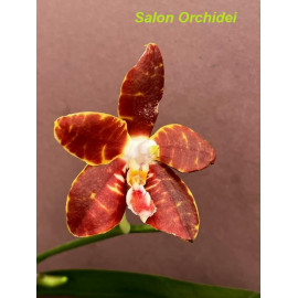 Phalaenopsis Ambonosa Spicy...