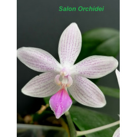 Phalaenopsis Tetralind (FS)