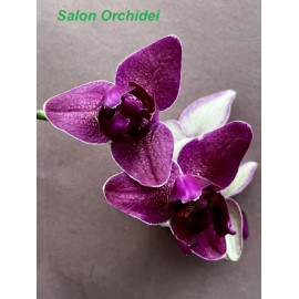 Phalaenopsis NCK Wine...