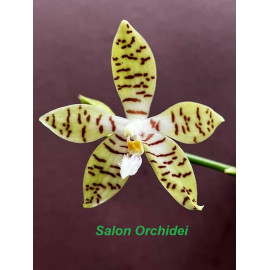 Phalaenopsis pallens (FS)