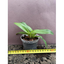 Paphiopedilum kolopakingii...