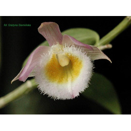 Dendrobium loddigesii (FS)