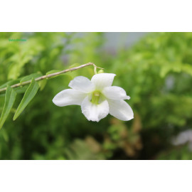 Dendrobium auriculatum (FS)