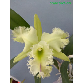 Rlc. Golf Green 'Hair Pig'...