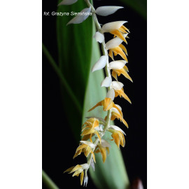 Dendrochilum magnum (FS)