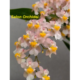 Oncidium Tsiku Maguerite...