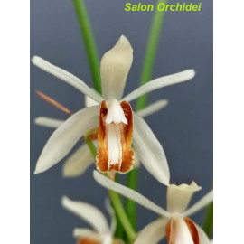 Coelogyne trinervis (FS)