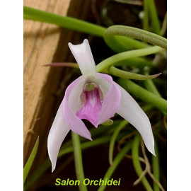 Leptotes pohlitinocoi (NFS)