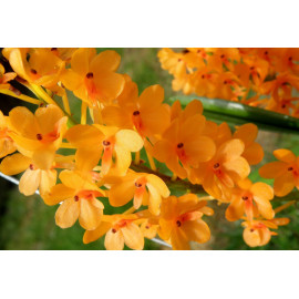 Ascocentrum miniatum (NFS)