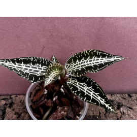 Goodyera hispida (FS)