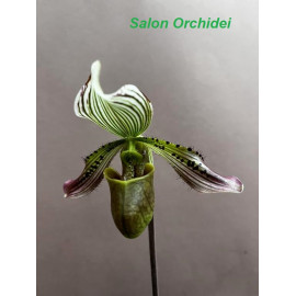 Paphiopedilum agusii (FS)