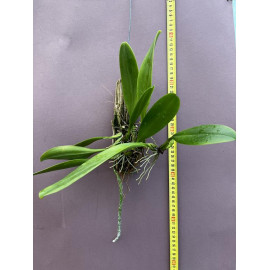 Bulbophyllum grandiflorum (FS)