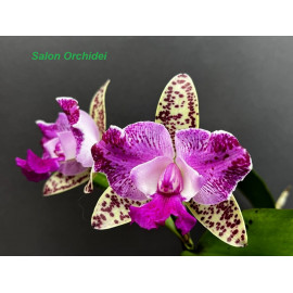 Cattleya Yuan Dung Sweet...