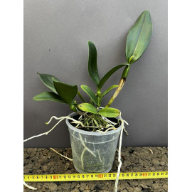 Blc. Nell Hammer (FS)