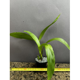 Coelogyne carinata x...