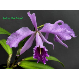 Cattleya maxima (FS)