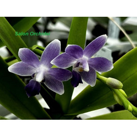 Phalaenopsis Tzu Chiang...