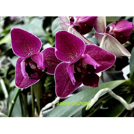 Phalaenopsis NCK Wine...