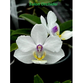 Phalaenopsis Joy Angel Face...