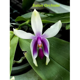 Phalaenopsis bellina Fire (FS)