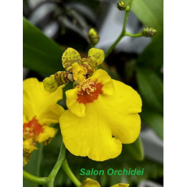 Oncidium Sweet Sugar CT...