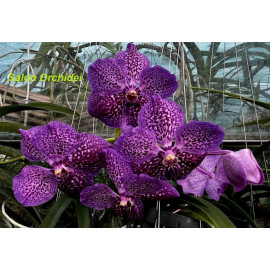 Vanda Pakchong Blue (FS)